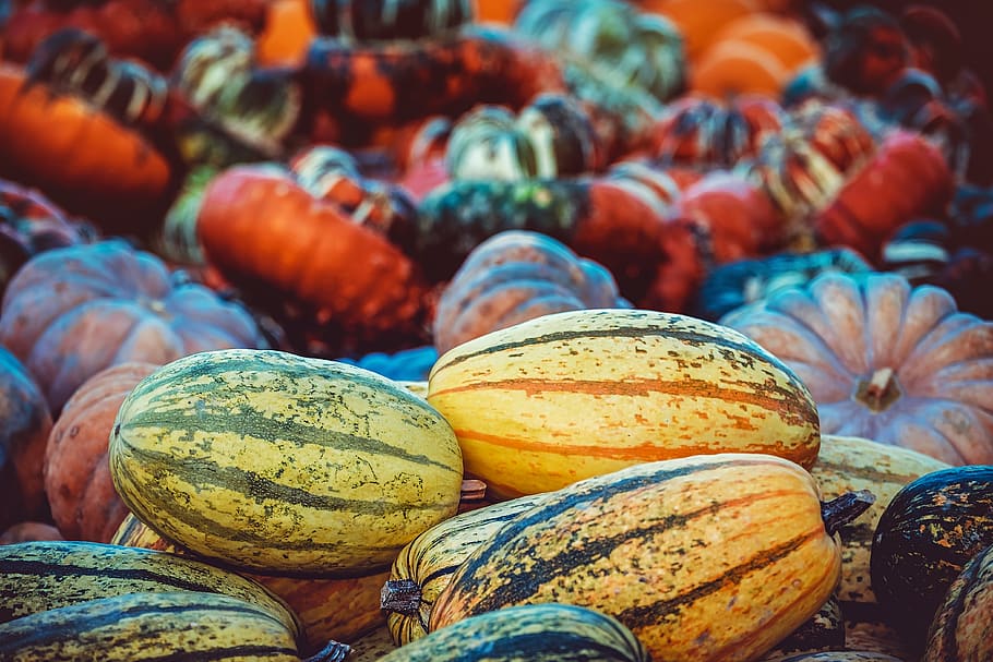 calabaza, otoño, decoración de otoño, frutas de otoño, verduras, alimentos, comestibles, elegir, colorido, cosecha