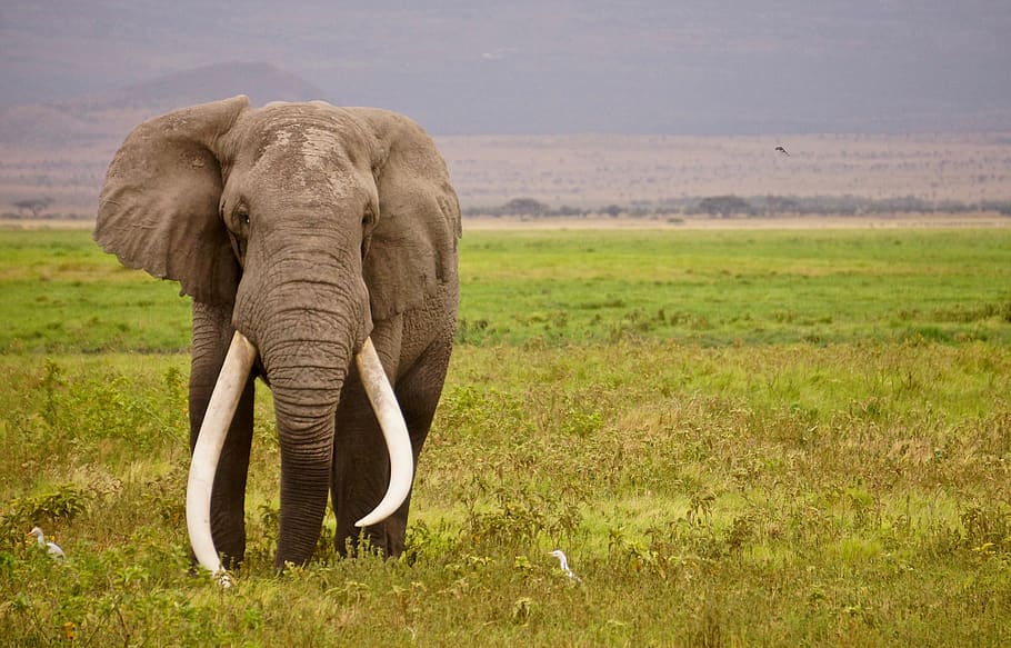 elephant, wild, africa, standing, big, trunk, looking, portrait, wildlife, ransom
