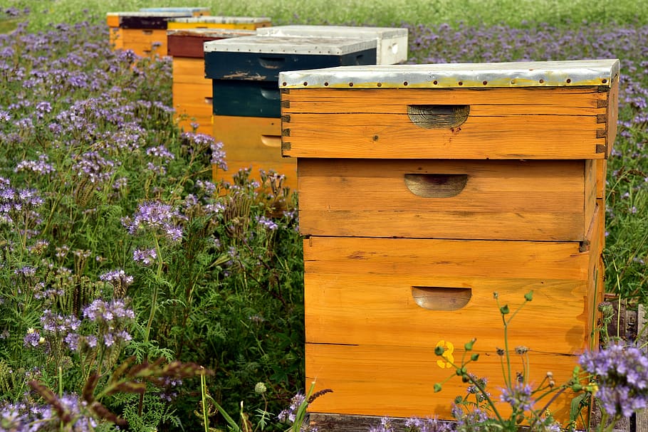 улей, пчелы, пчеловодство, мед, пчелиный домик, производство меда, лето, природа, поле цветов, еда