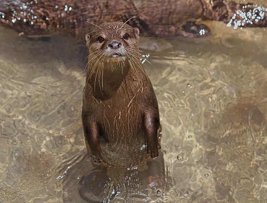 otter, small, asian, animal, mammal, water, river, standing, view, cute