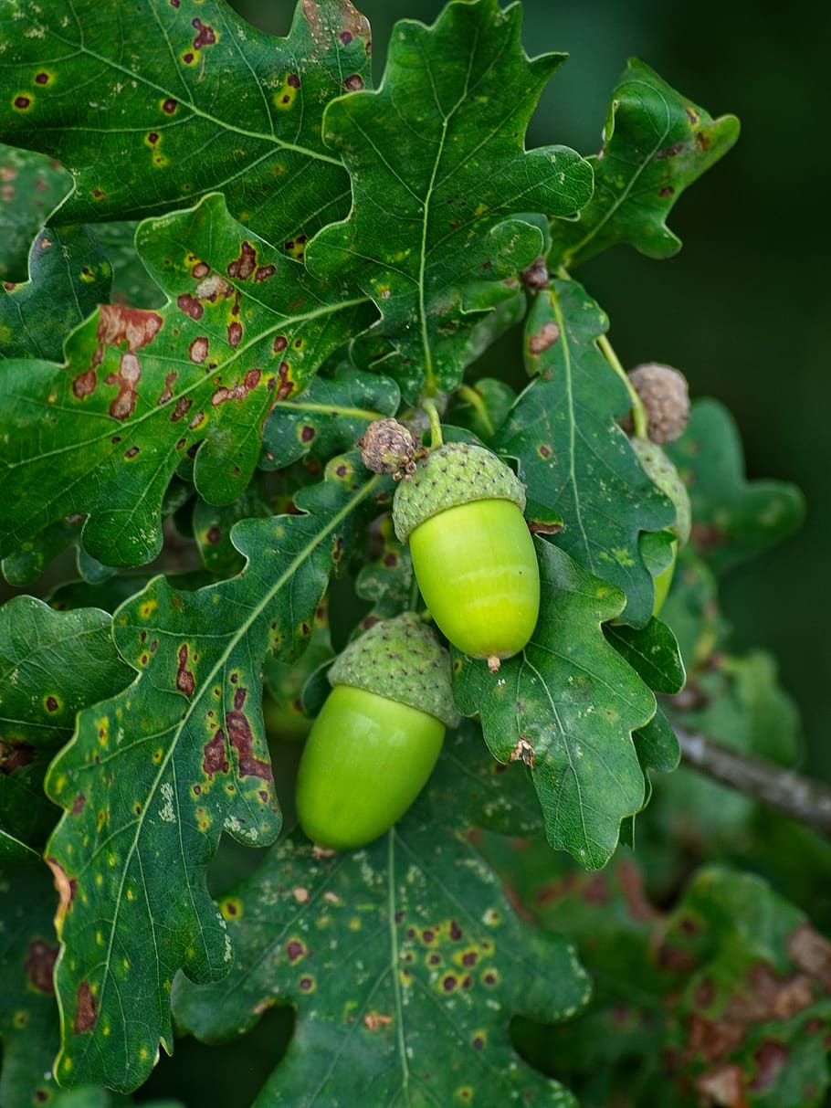 acorn, green, fruit, oak, leaves, branch, oak leaves, acorns, tree fruit, immature