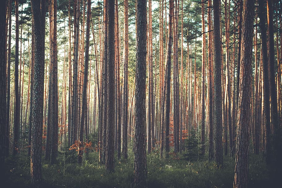 trees, forest, woods, thicket, pine trees, pine, conifer, growth, nature, wilderness