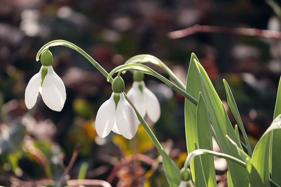 snowdrop, spring, signs of spring, early bloomer, white, nature, snowdrop spring, flower, flowers, plant