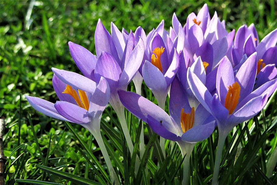 açafrão, primavera, flores, lilás, violeta, floração, vegetal, flor, natureza, prado