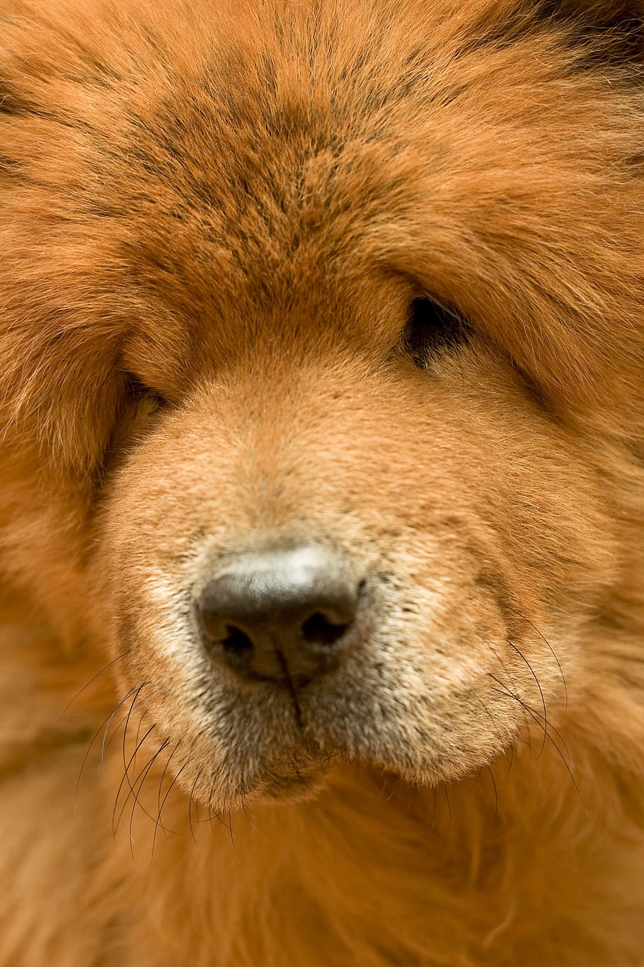 dog, close-up, hairy, furry, cute, pet, animal, one animal, mammal, animal themes