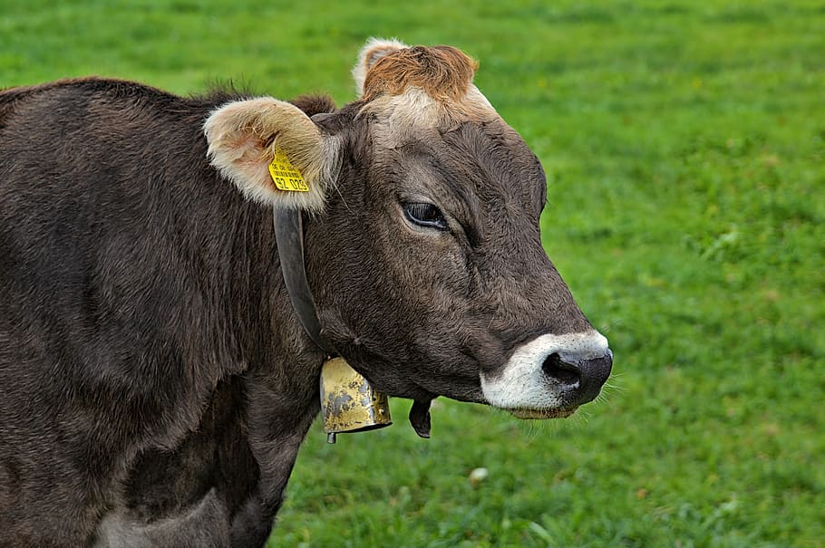 Cow, Allgäu, Cows, Ruminant, Dairy Cattle, Pasture, Animal, Cattle 