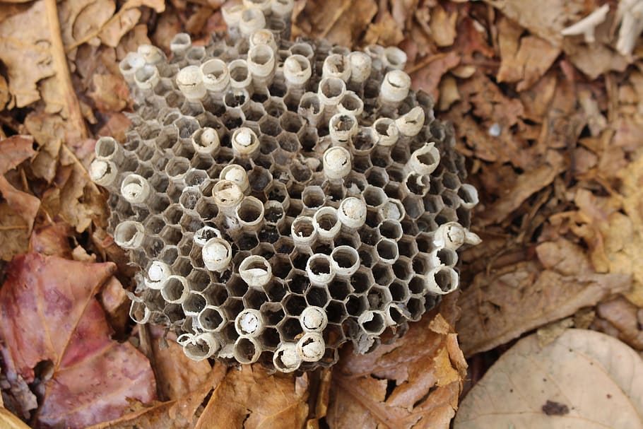 abeja, colmena, naturaleza, miel, panal, nido de abeja, invertebrado, insecto, temas de animales, fauna animal