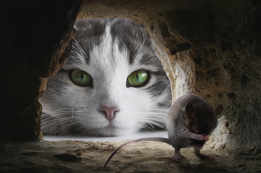 cat, mouse, hunting, cute, animal, lurking, funny, attention, composing, nager