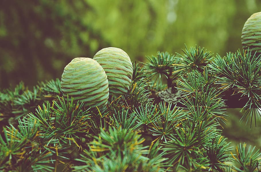 conifer cone, pine, green, leaf, plant, nature, garden, green color, growth, beauty in nature