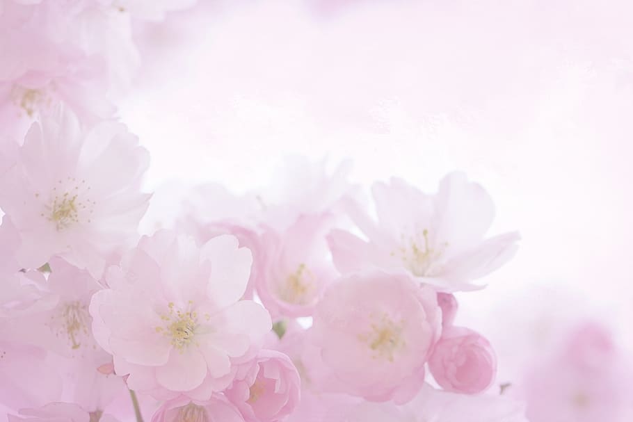 pink, mekar, musim semi, romantis, musim panas, merapatkan, bunga halus, latar belakang, alat tulis, peta