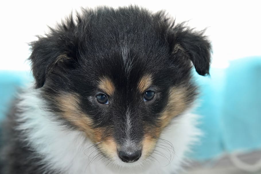 cachorro, cachorro shetland sheepdog, perro, suave, retrato shetland sheepdog tricolor, cariñoso, animal, perro macho tricolor, mamífero, nacional