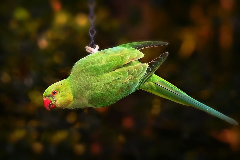 ring necked parakeet, parrot, bird, animal, rose ringed parakeet, plumage, tail feathers, head, beak, eye