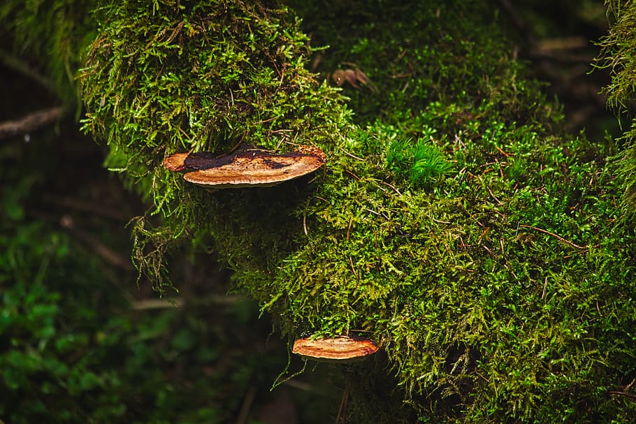 moss, forest, mushrooms, nature, aesthetic, trees, landscape, tribe, plant, leaves