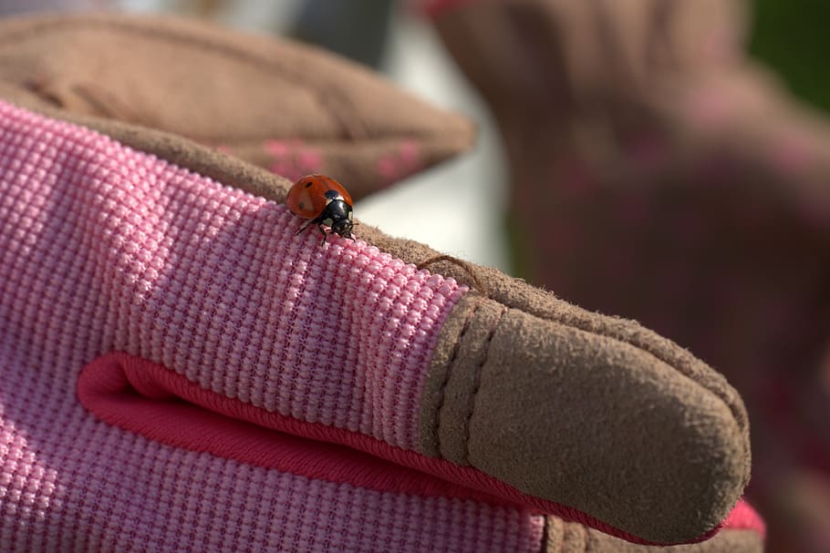 berkebun, kumbang kecil, sarung tangan, taman, pekerjaan, sarung tangan kerja, musim semi, sarung tangan berkebun, merah, close-up