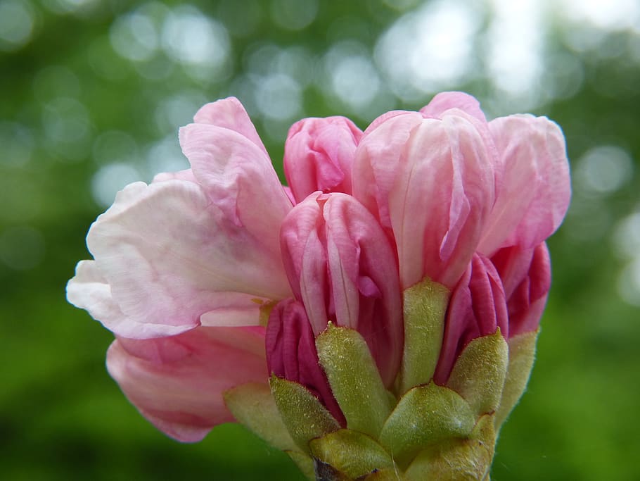 rododendro, brote, rosa, florecer, primavera, jardín, ericáceas, belleza, color, tarjeta de felicitación