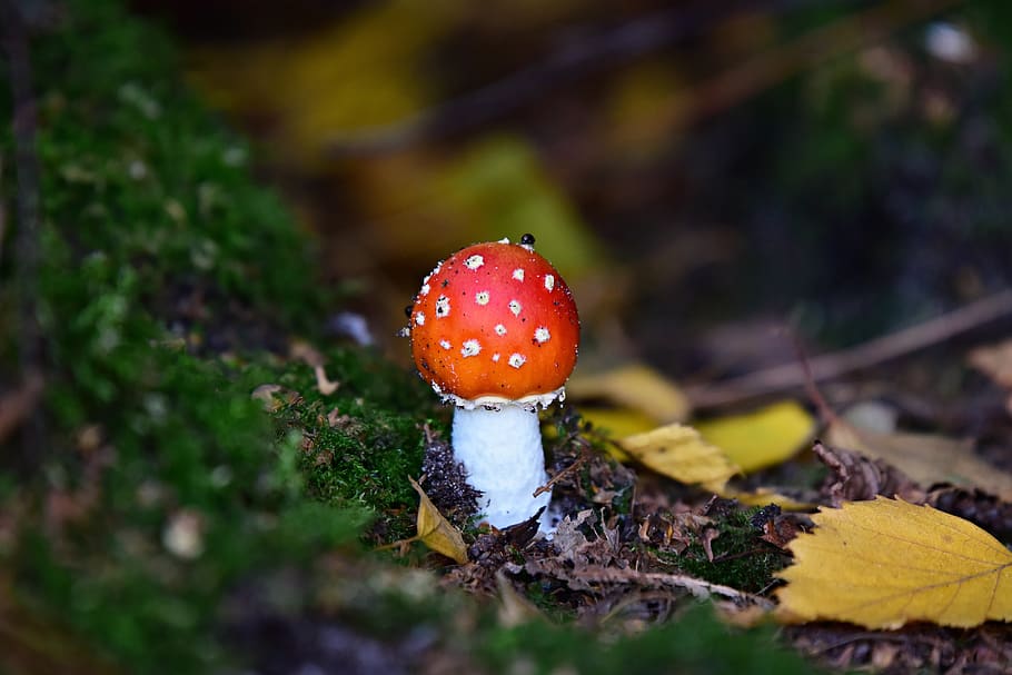 mushroom, fly amanita, fungus, spotted, red, forest, moist, damp, autumn, food