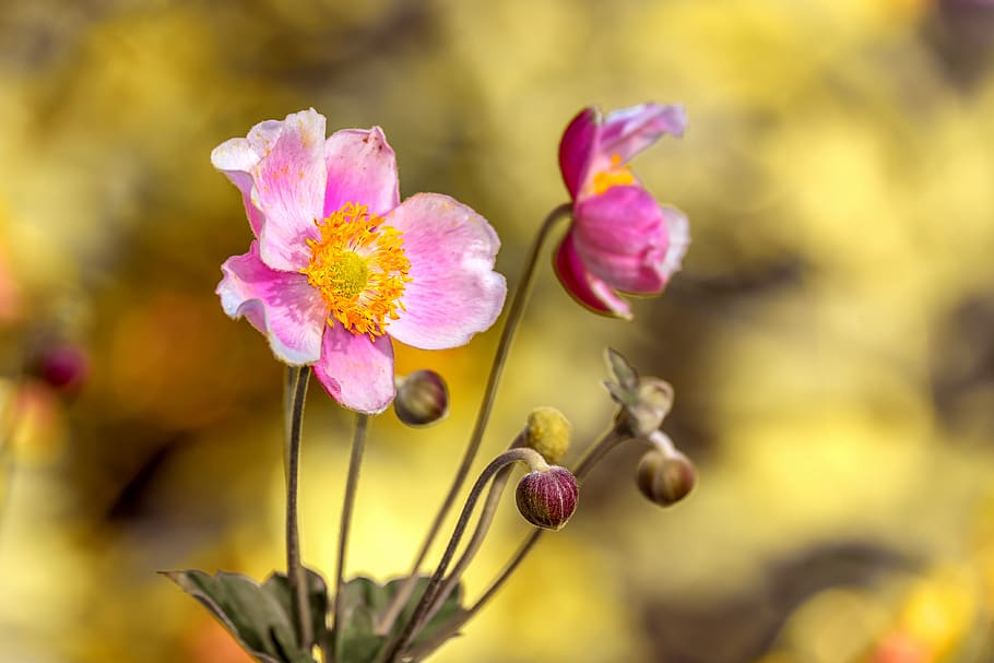 anemone, flower, blossom, bloom, pink, petals, flora, plant, hahnenfußgewächs, spring flower