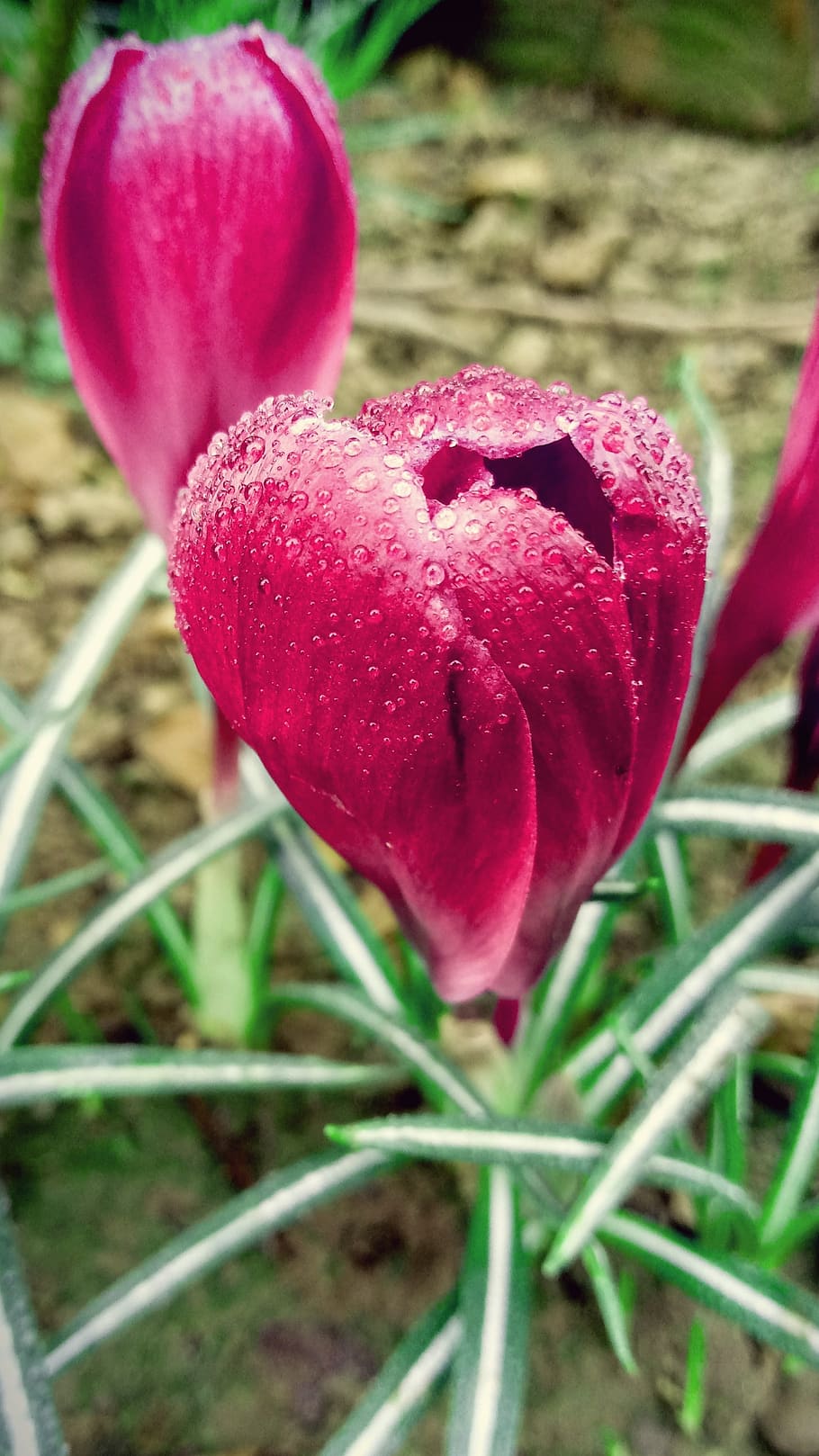 Красный крокусы. Тюльпан Crocus красный. Крокусы красные. Малиновый Крокус. Тюльпан открытый.