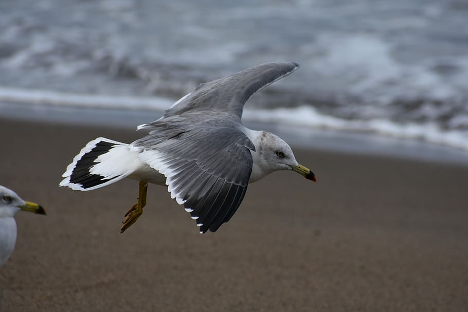animal, sea, beach, wave, bird, wild birds, seabird, sea gull, seagull, feathers
