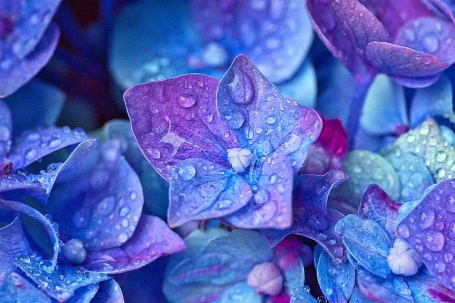 hortensia, flores, primer plano, flor de hortensia, gota de agua, azul, púrpura, brillante, fondo, flor