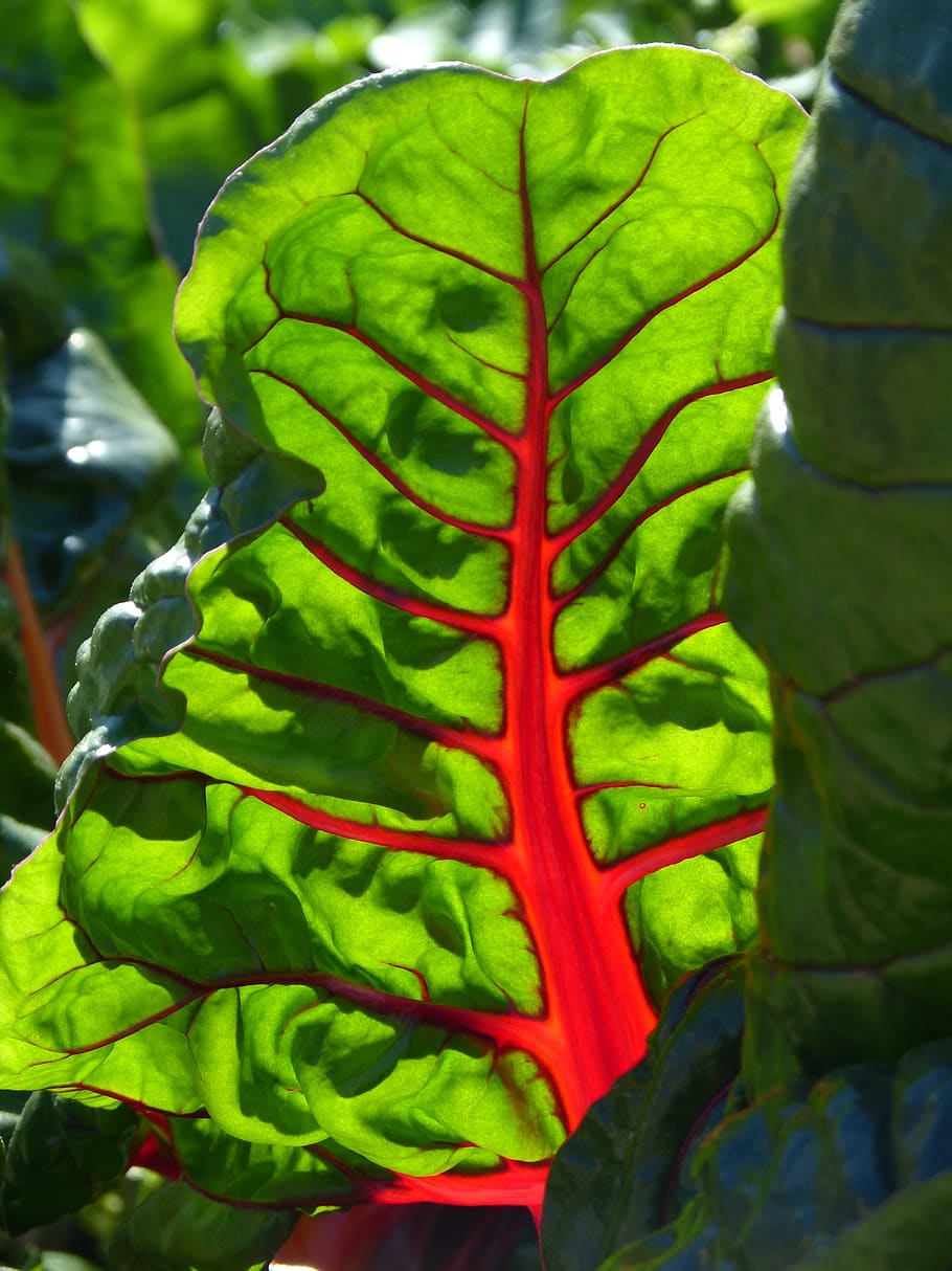 leaf, beauty, chard, red, green, translucent, green color, plant part, plant, growth
