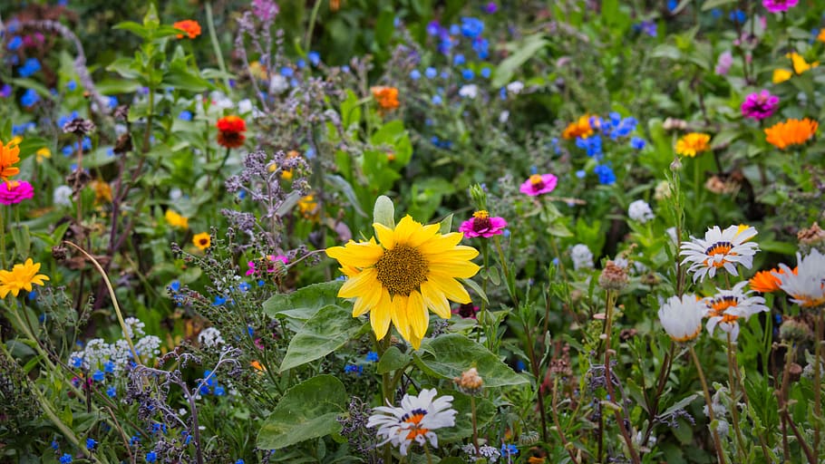wild flowers, sunflower, flower meadow, wildflowers, flora, background, colorful, nature, flowers, blossom