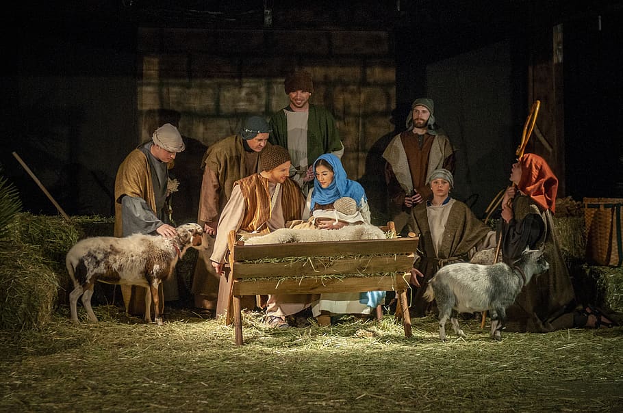 living nativity, nativity, creche, christmas, baby jesus, mammal, men, domestic animals, adult, livestock