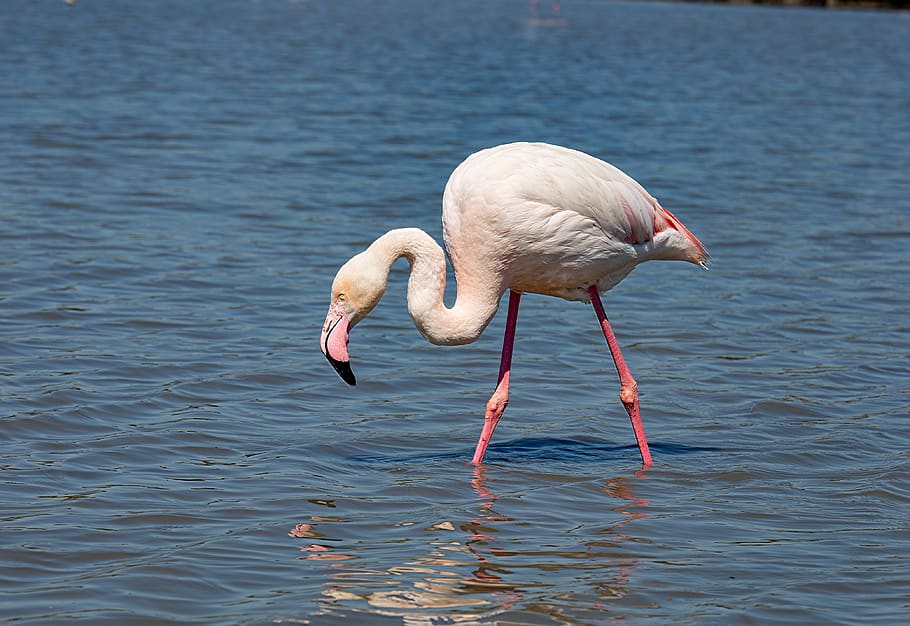 pink flemish, marsh, pond, flamingos, fauna, animals in the wild, animal wildlife, animal, animal themes, bird