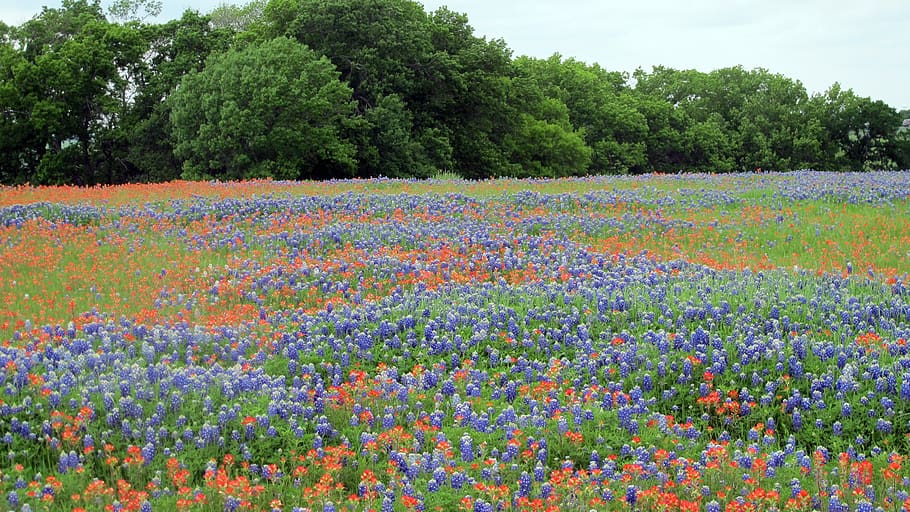 bunga, bidang, alam, bunga liar, flora, texas, bluebonnet, musim semi, mekar, padang rumput
