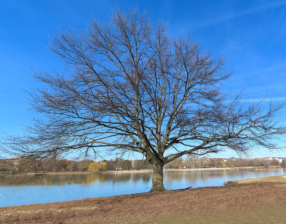 nature, tree, landscape, winter, lake, strips off the leaves, spring, cold, bank, water