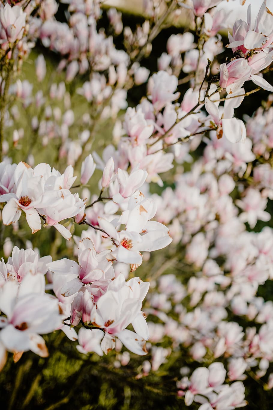 магнолия дерево, цветение, цветы, сад, прекрасный, цветочный, розовый, весна, апрель, ботаника