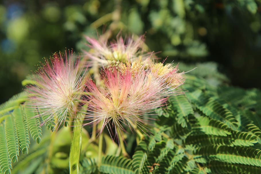 silk tree, mimosa of constantinople, shrub, flowering, plant, growth, beauty in nature, freshness, vulnerability, flower