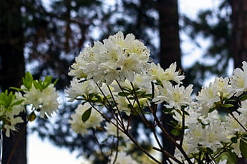 Página 5 | Fotos arbusto de floración blanca libres de regalías | Pxfuel