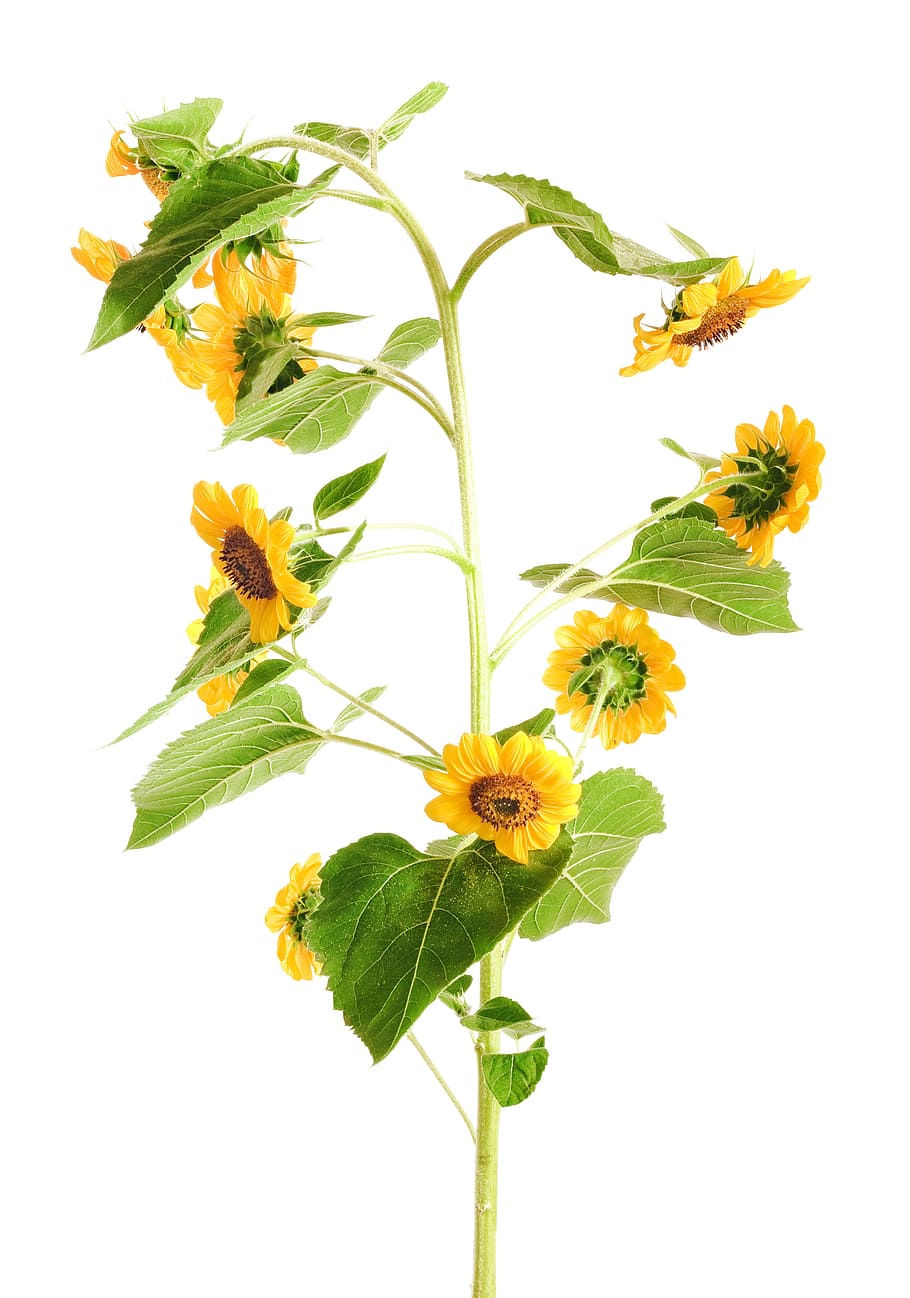 sunflower, closeup, flower, isolated, leaf, nature, petal, ripe, season, stem