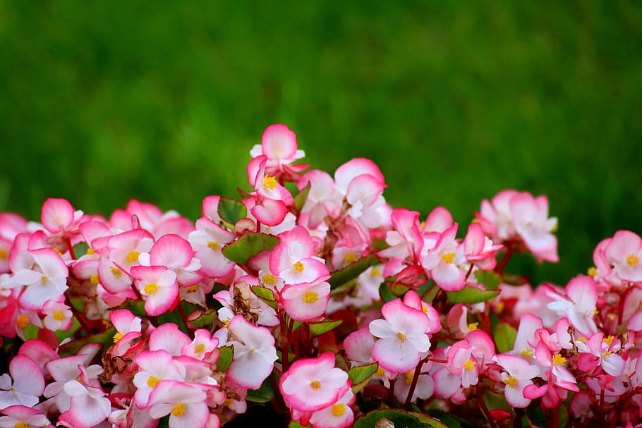 begonias, flowers, decorative, pink, tiny flowers, summer, color, nature, plant, colored