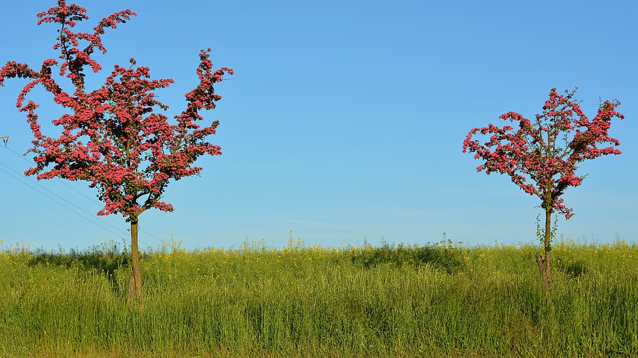 Растения в селе. Kivi Kens Red дерево. Download foto Red Tree.