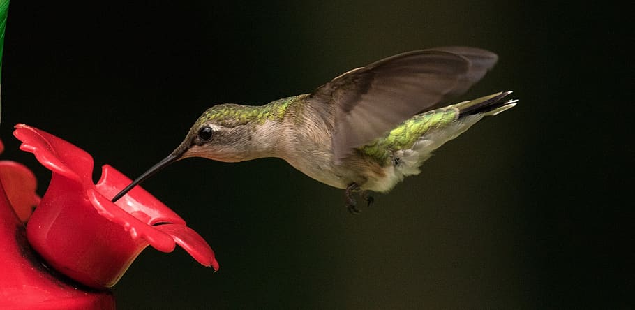 burung kolibri, ruby ​​throated, penerbangan, potret, margasatwa, makan, alam, sayap, paruh, burung