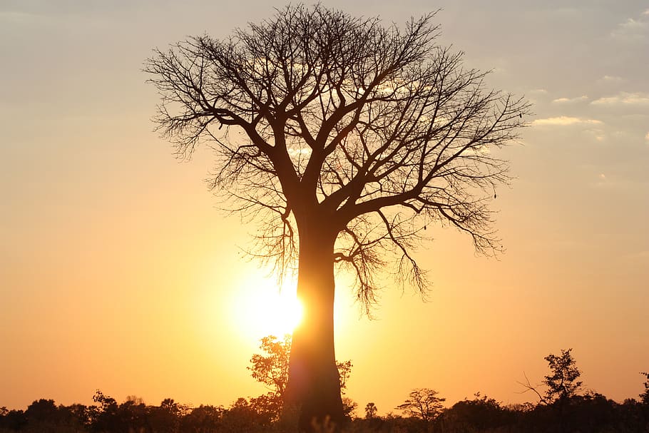 áfrica, árvore, baobá, abendstimmung, botsuana, natureza, paisagem, pôr do sol, natureza da paisagem, céu