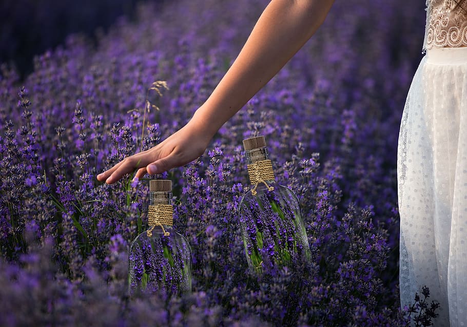 spring, lavender, flowers, garden, fragrance, hd wallpaper, flower, flowering plant, purple, beauty in nature
