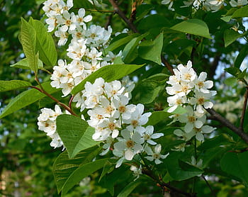 Página 3 | Fotos flores de cerezo de pájaro libres de regalías | Pxfuel