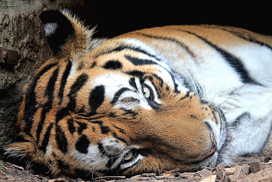 tiger, siberian-tiger, predator, big cat, carnivores, tiger head, siberian, dangerous, animal themes, animal