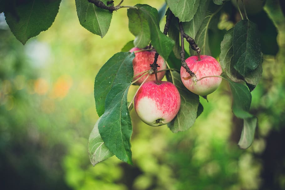 Manzano, manzana, fruta, verde, hoja, hojas, naturaleza, al aire libre, rojo, árbol