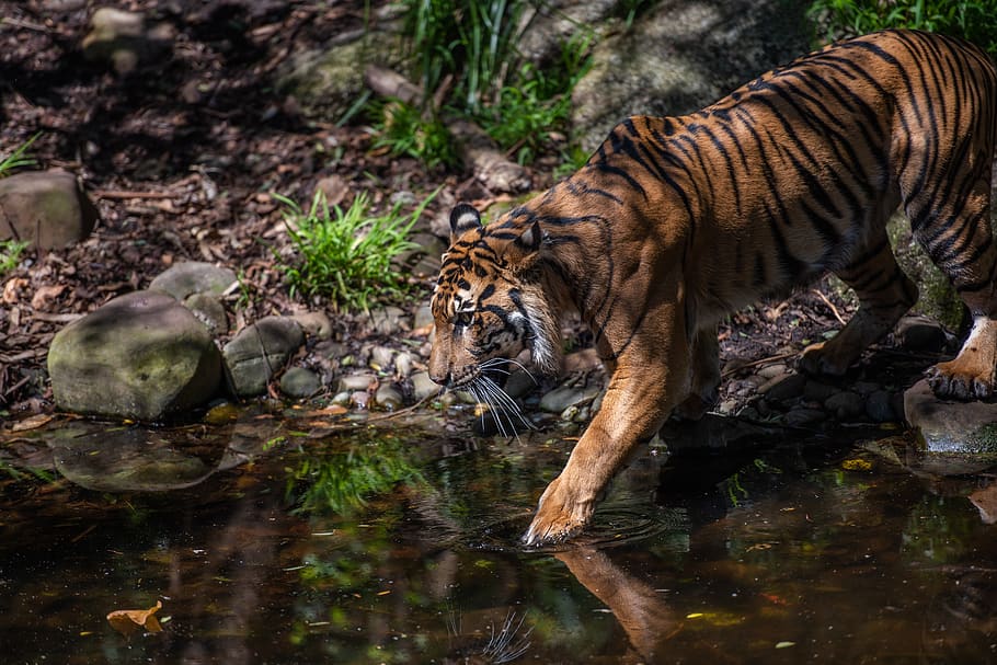 tigre, tigre de sumatra, panteras tigris, felidae, listrado, laranja avermelhado, predador de ápice, mamífero, carnívoro, predador