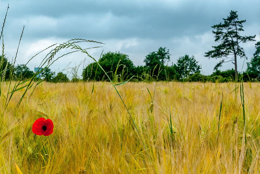 poppy, fields, wheat, flower, nature, field, spring, red, poppies, plant