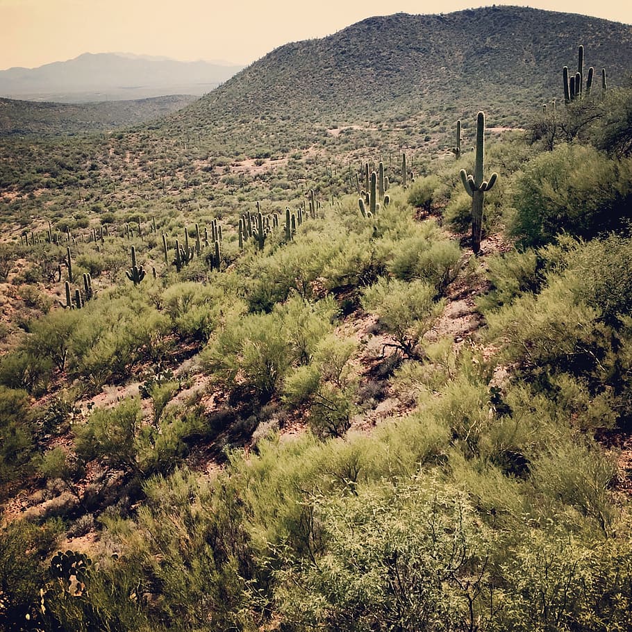 saguaro cactus, desert plants, sonoran desert, south, tucson, arizona., adventure, arizona, cactus, desert