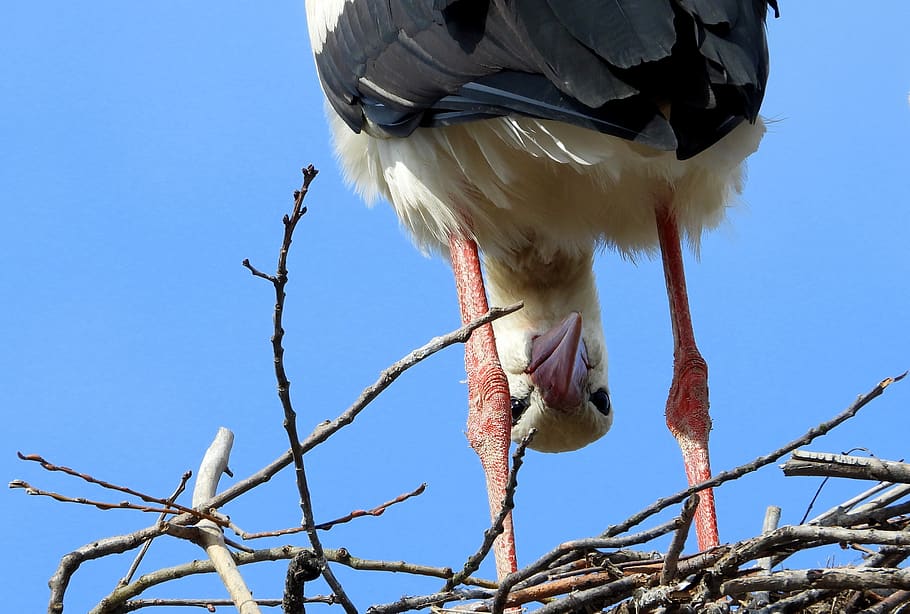 stork, bird, socket, spring, april fools, plumage, wing, beak, nature, ku-ku