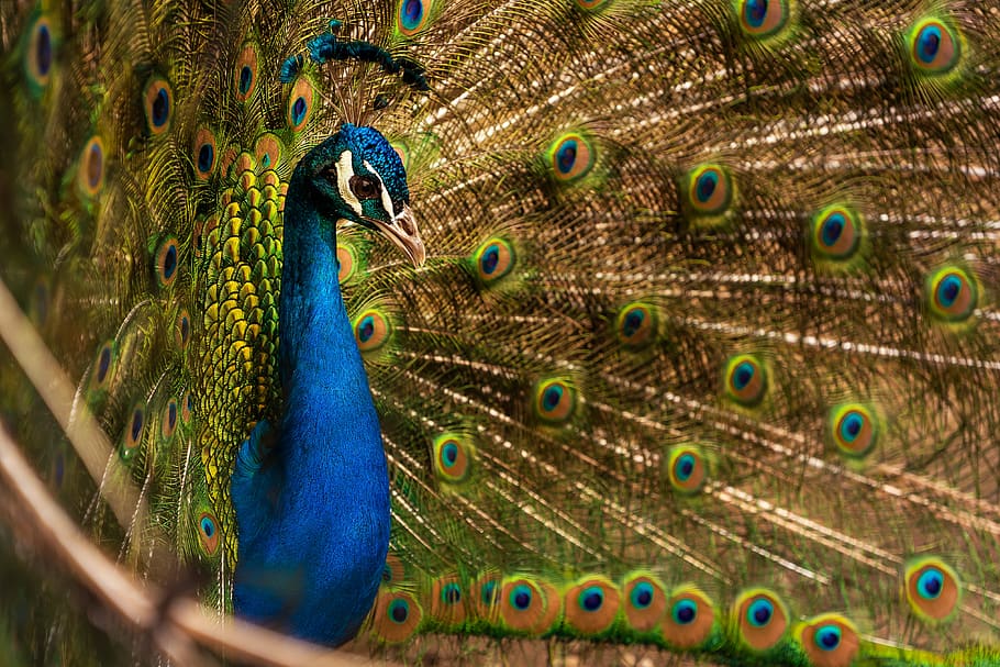 animal, bird, peacock, blue peacock, plumage, bill, wing, close up, wallpaper, pattern