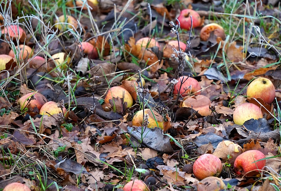 windfall, winter, apple, rotten, land, food, food and drink, field, day, leaf