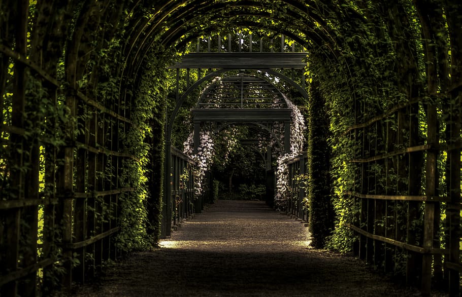 Prinsentuin, vines, garden, leaves, arches, the way forward, direction, plant, tree, architecture
