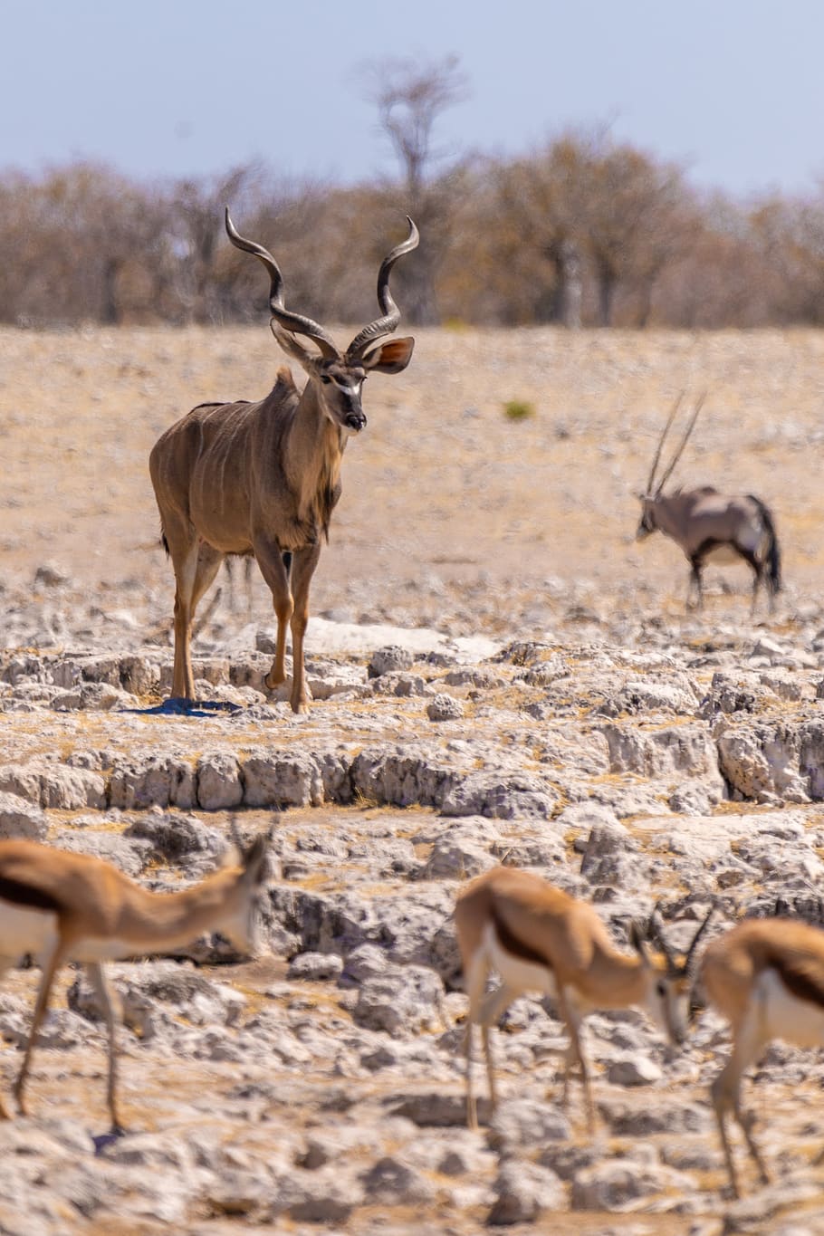 kudu, antílope, mundo animal, áfrica, naturaleza, mamífero, marrón, macho, asta, cuernos